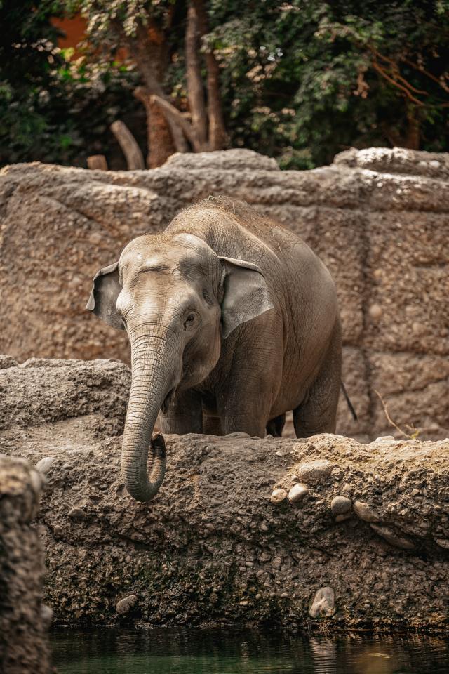 A female Asian elephant stands alone in a zoo enclosure, showing signs of being overweight. Photo by janosch diggelmann