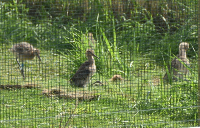 Project Godwit - young godwits in the fledging pen