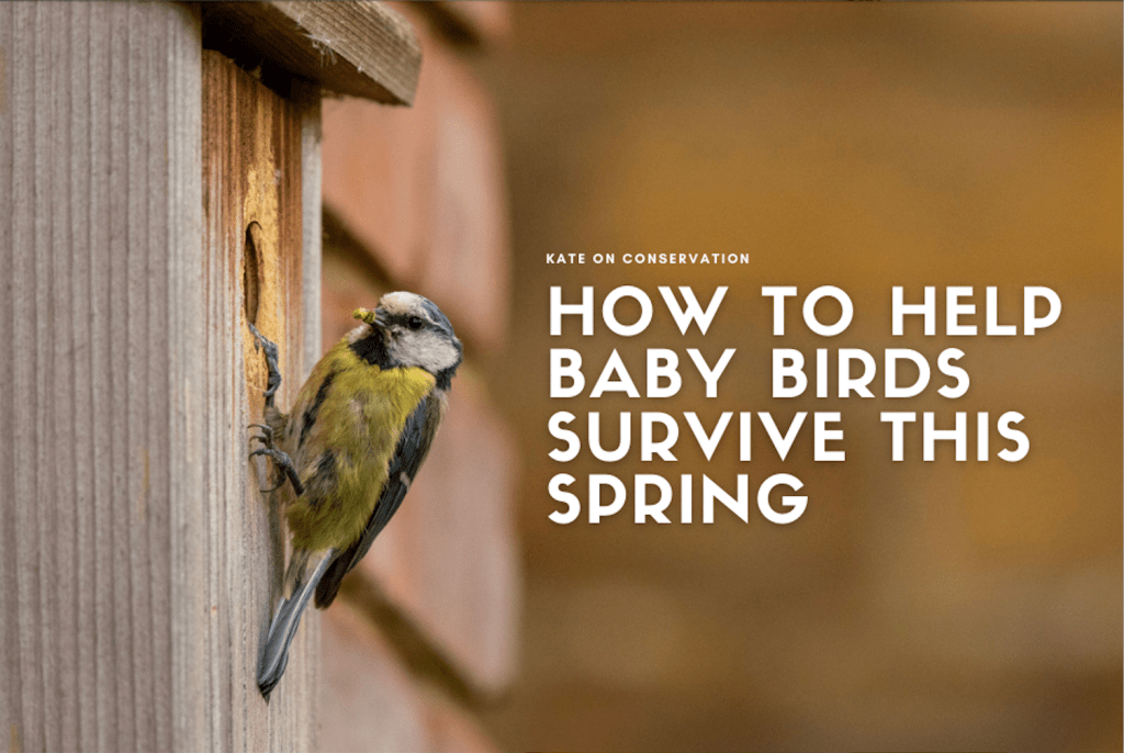 How one may also help toddler birds survive this spring