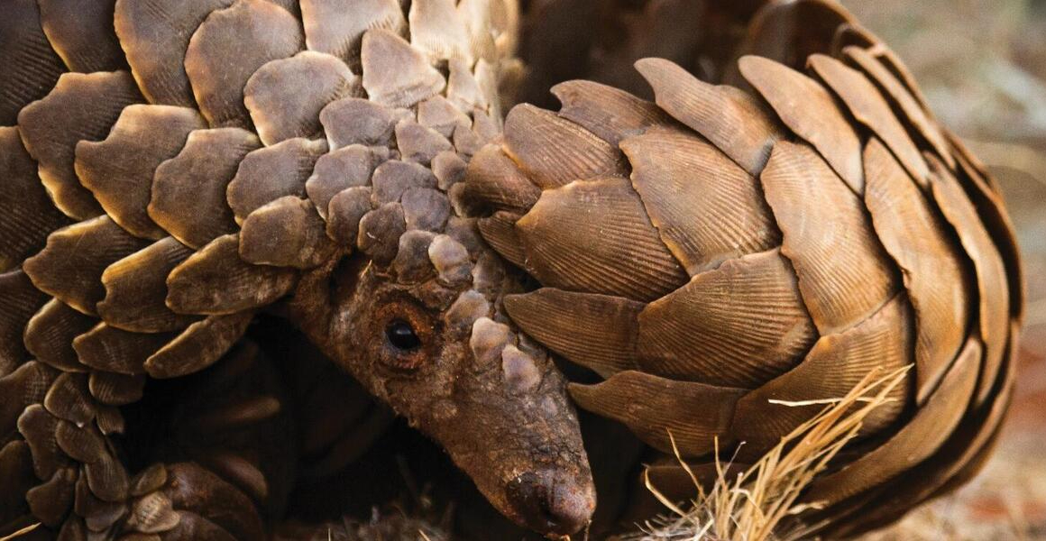 Talking up for pangolins by way of artwork work and expertise