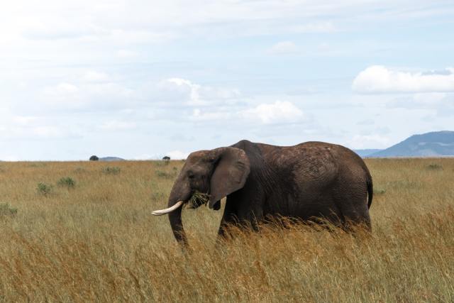 A-maasai-mara-elephant