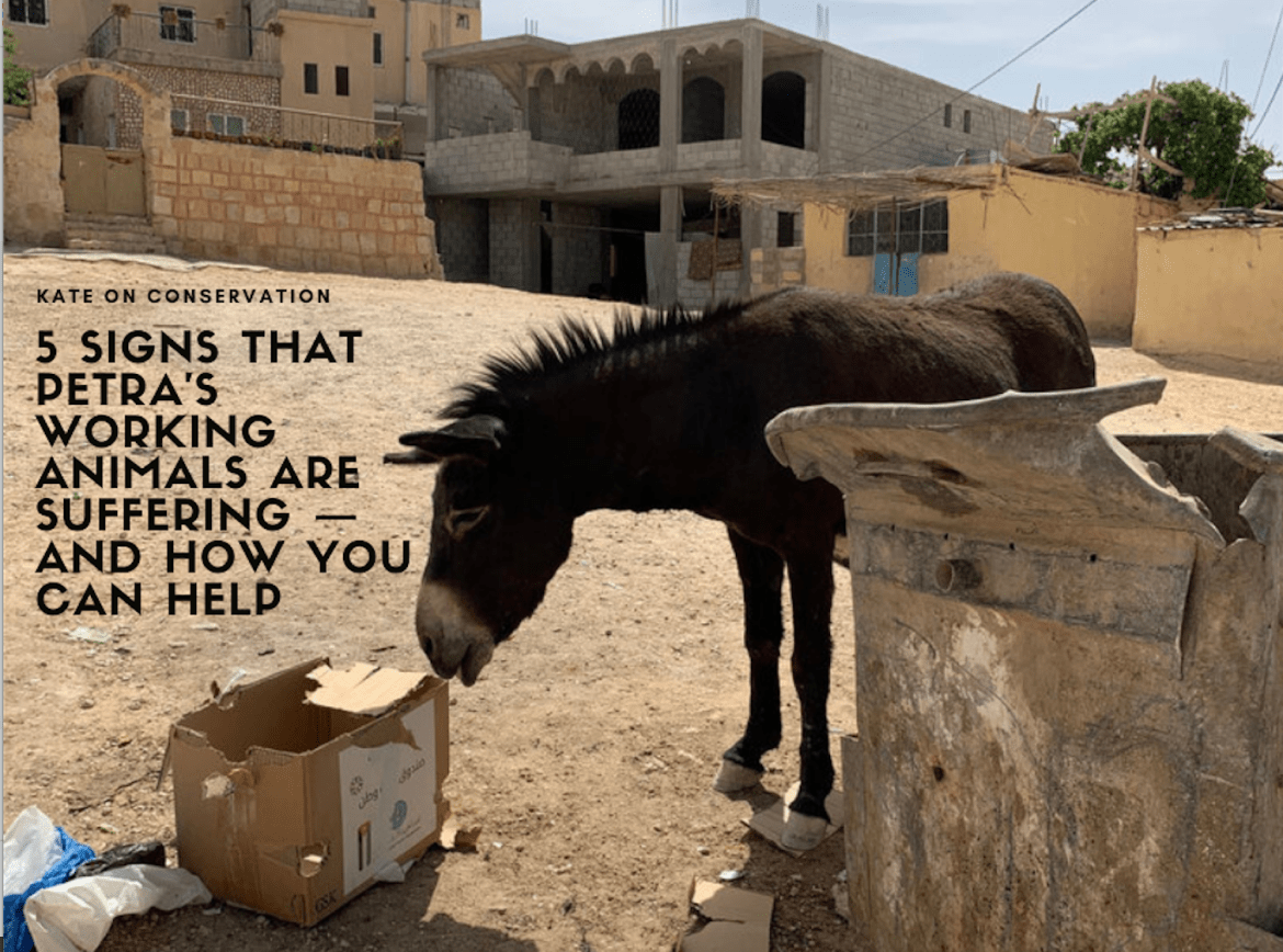 5 signs that Petra's Working Animals are suffering -- and how to help them