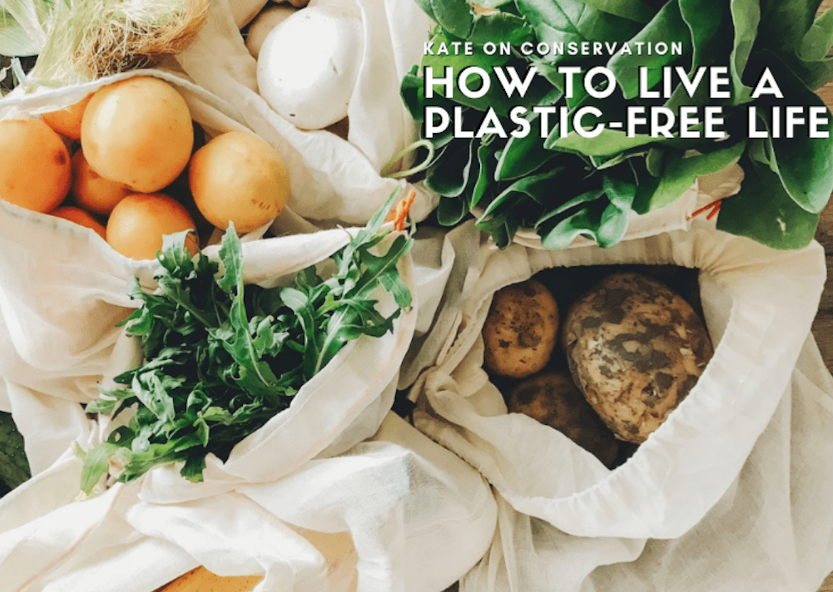 Zero-waste revolution: One of many easiest methods to Hold a Plastic-Free Life