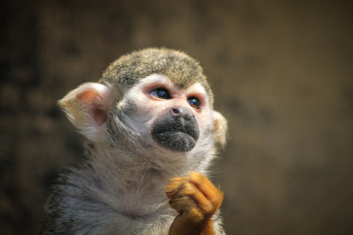 exotic pet- a tamarin sits indoors, fists clenched looking outwards