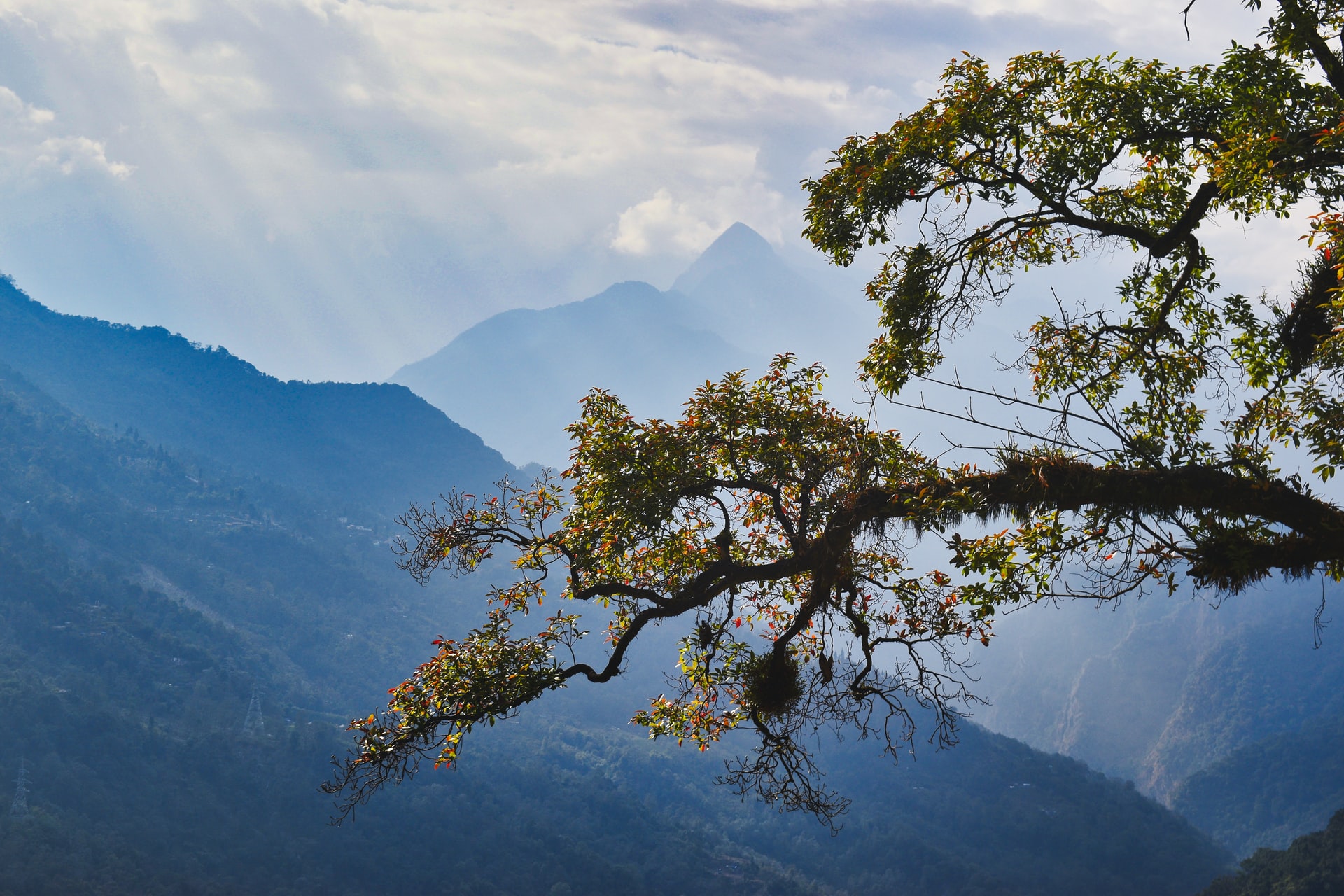 Sikkim in India is probably one among many world’s finest locations for birding. On account of this.