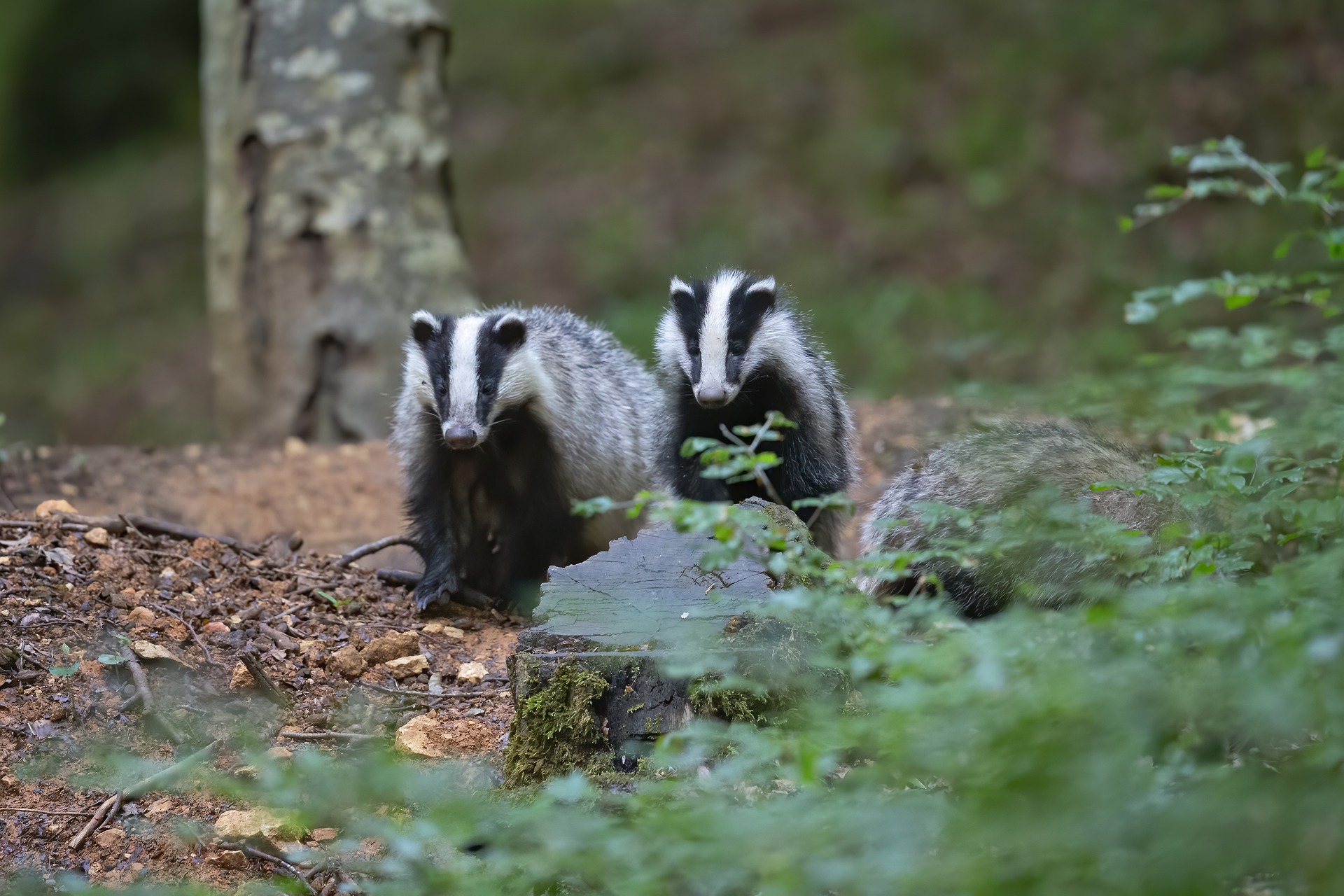 Tons of of badgers to be killed in 7 new areas irrespective of authorities promise