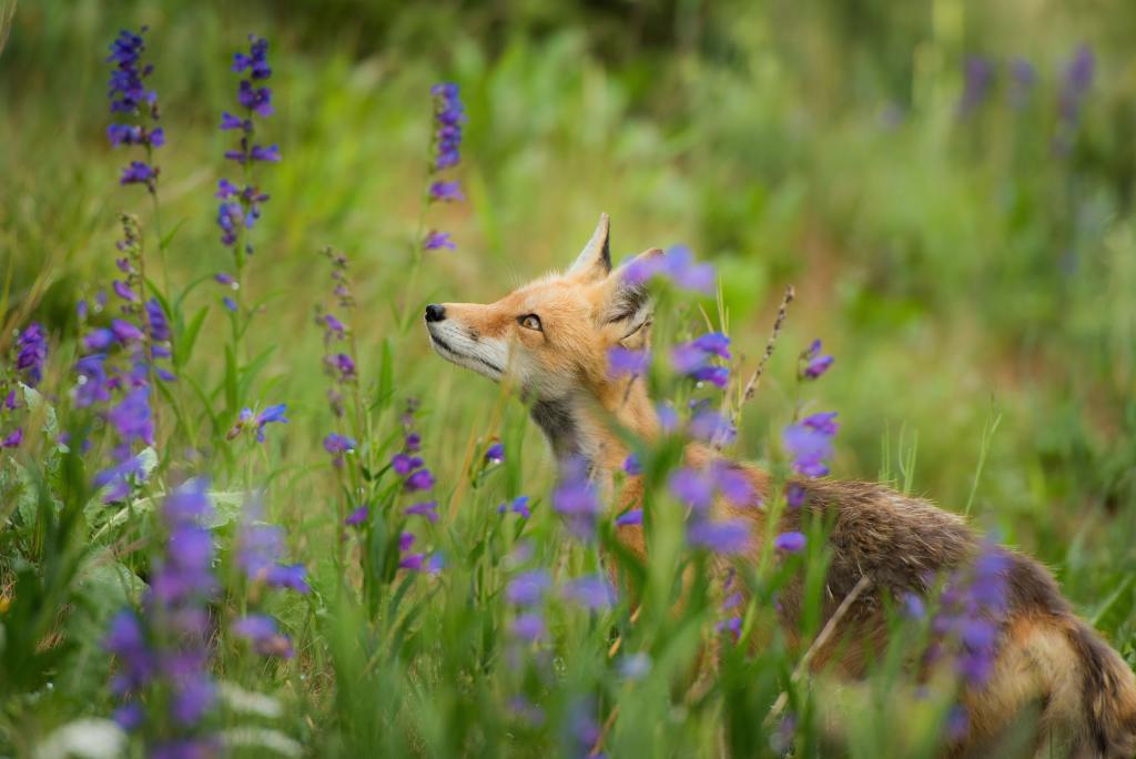 Recommendations on how one can care in your native foxes