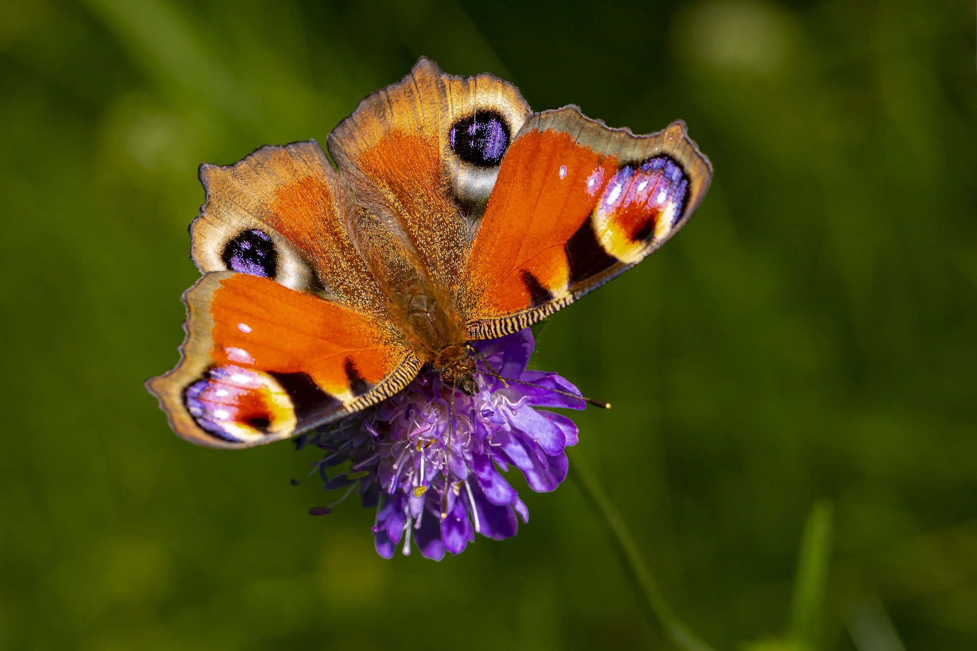 The Greatest Methods To Convey Pollinators To Your Yard