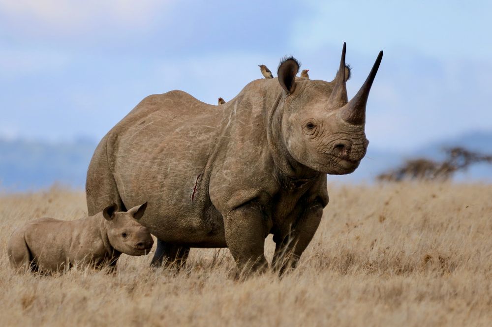 A New 12 months of Hope and Motion for Rhinos | Information