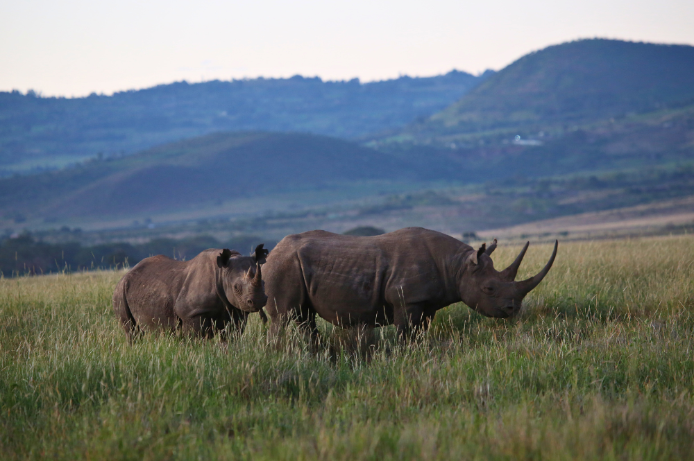 CBD CoP16 – What’s it and why does it matter for rhinos?