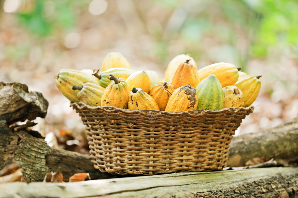 basket of cocoa pods