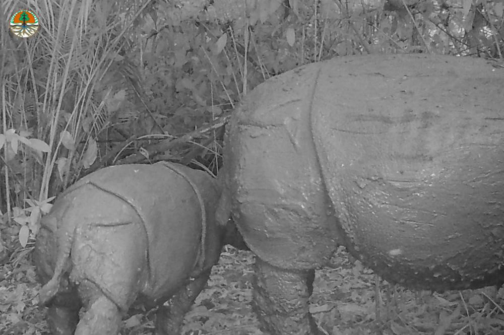 Javan Rhino Replace | Information